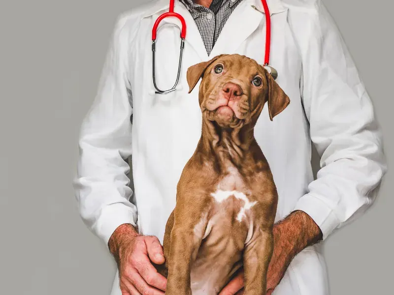 Cão vestido com jaleco e estetoscópio de brincadeira